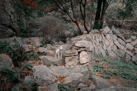 A lonely puppy stands in the mountains around Seoul, Korea. Autumn landscape 2019の写真素材