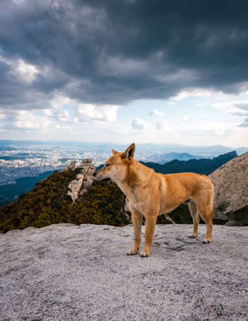 Dog on the highest point of Seoul. Animal at the mountain. Nature backgroundの写真素材