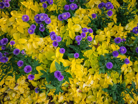 Beautiful flowers grow in the Children's Grand Park, Seoul, Korea, autumn 2019の写真素材