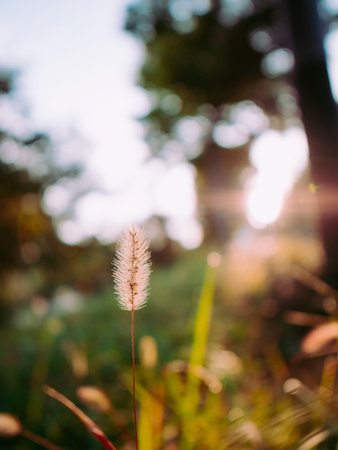 Green plants with morning sun rays. Nature of south koreaの写真素材