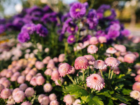 Beautiful flowers grow in the Children's Grand Park, Seoul, Korea, autumn 2019の写真素材