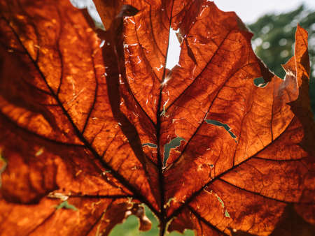 Closeup of orange maple leaf in the rays of sunlight. Children's Grand Park, Seoul, Korea, autumn 2019の写真素材