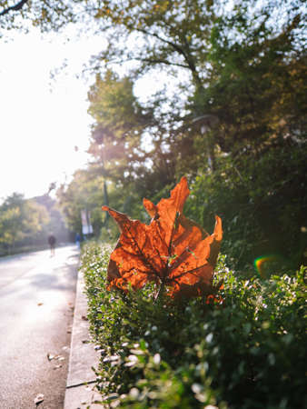 Orange maple leaf in the rays of sunlight. Children's Grand Park, Seoul, Korea, autumn 2019の写真素材
