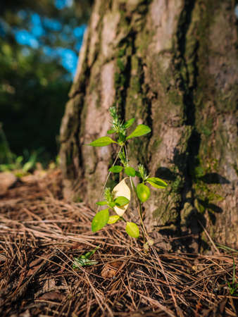 Small plant in the park. Nature backgroundの写真素材