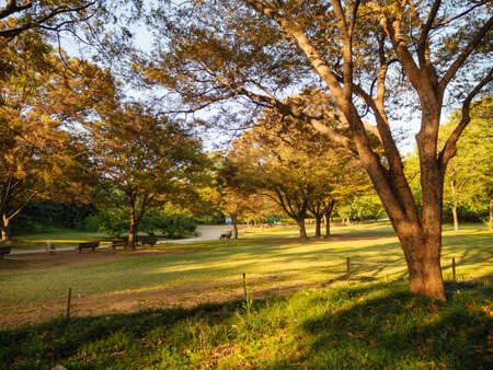 Morning park in Seoul. Beautiful sunrise. Nature backgroundの写真素材
