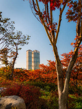 SEOUL / SOUTH KOREA - 04/11/2019: Seoul skyscraper view from the autumn parkのeditorial素材