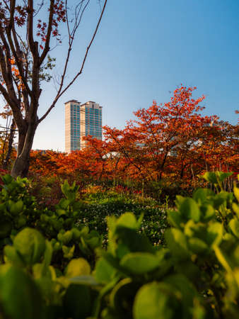 SEOUL / SOUTH KOREA - 04/11/2019: Seoul skyscraper view from the autumn parkのeditorial素材