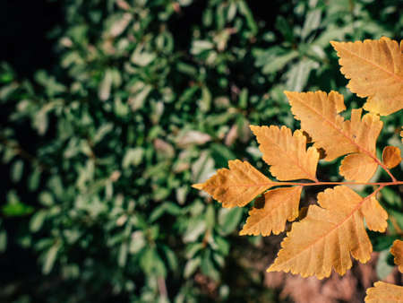 Closeup of orange leaves of autumn Seoulの写真素材