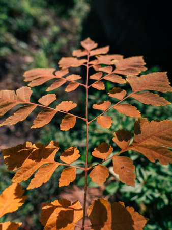 Closeup of orange leaves of autumn Seoulの写真素材