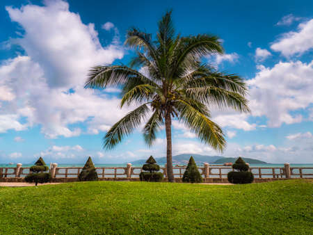 Walkway near ocean with palm tree. Palm trees with small treeの写真素材