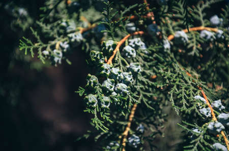 Close-up of thuja tree branch with fruitsの写真素材