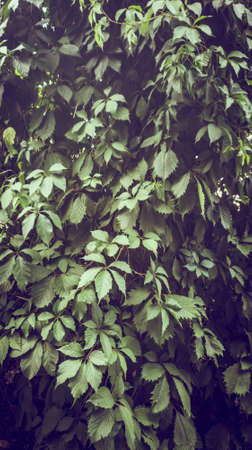 Ivy with green leaves grows around a stone fenceの写真素材