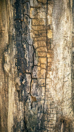 Close-up of the cracked bark of an old treeの写真素材