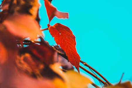 Autumn leaf on a branch on a sky backgroundの写真素材
