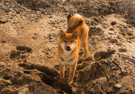 Red young dog shiba-inu standing on beachの写真素材