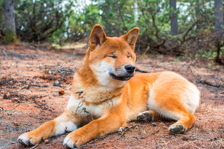 The young dog shiba-inu is lying down resting on the groundの写真素材