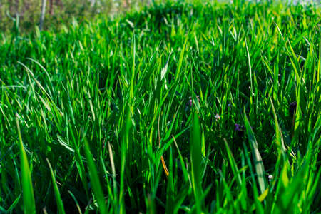 Young Green Grass. Sun day. Awakening of natureの写真素材