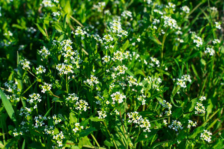 Young Green Grass. Sun day. Awakening of natureの写真素材