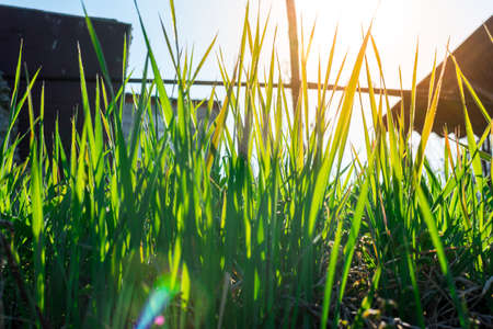Young Green Grass. Sun day. Awakening of natureの写真素材