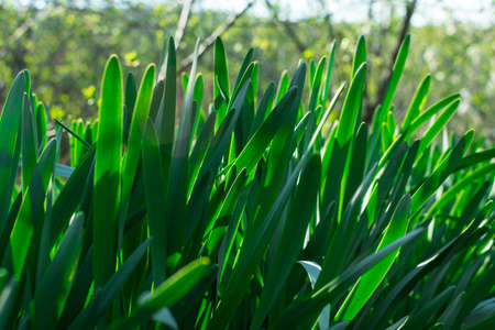 Young Green Grass. Sun day. Awakening of natureの写真素材