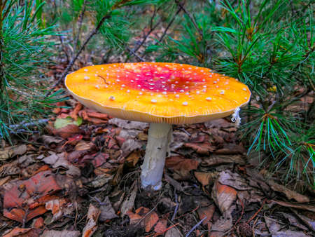 Large mushroom fly on the ground. Natural poison. Dangerous plantの写真素材