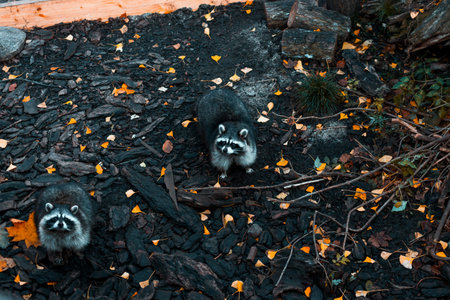 A group of raccoons enjoying the sunset at Park in Kaliningrad.の写真素材
