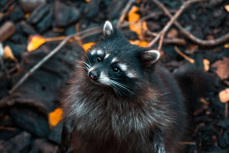 raccoon is on its hind legs in a park in Kaliningradの写真素材