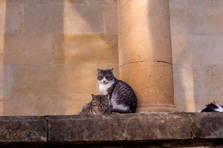 Cats sit on a stone and fall asleepの写真素材