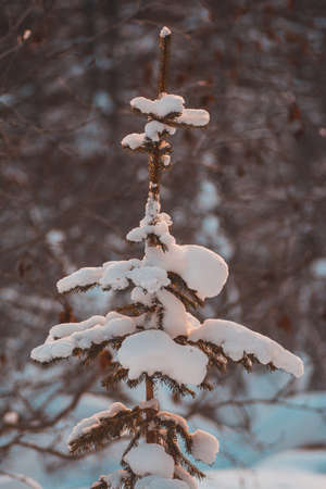 Christmas tree on the nature in the snow, a snowy tree in the forestの写真素材