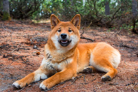 The young dog shiba-inu is lying down resting on the groundの写真素材