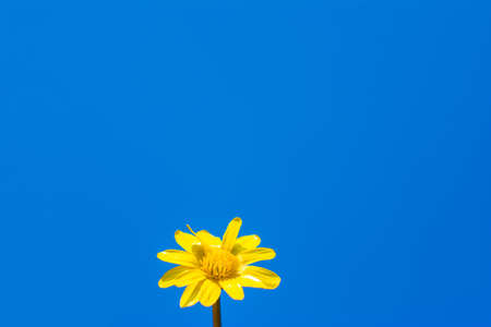 Chamomile on the background of the sky. Copyspace, space for textの写真素材
