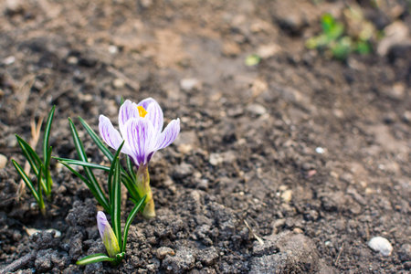 Young Green Grass. Sun day. Awakening of nature. Garden