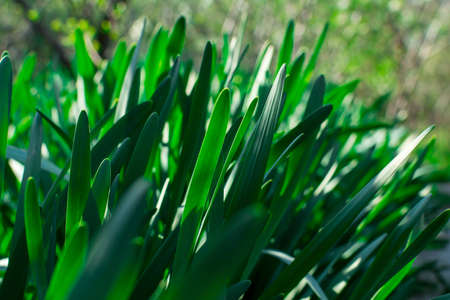 Young Green Grass. Sun day. Awakening of nature. Gardenの写真素材