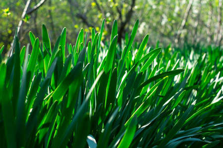 Young Green Grass. Sun day. Awakening of nature. Gardenの写真素材