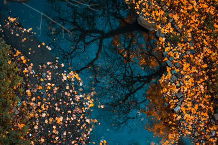 Colorful foliage floating in the dark water with reflection of the trees. Falling leavesの写真素材