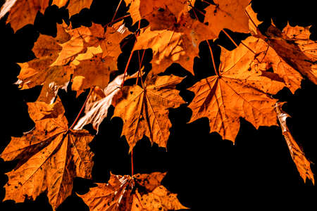 Yellow leaves on black background. Autumn falling leafの写真素材