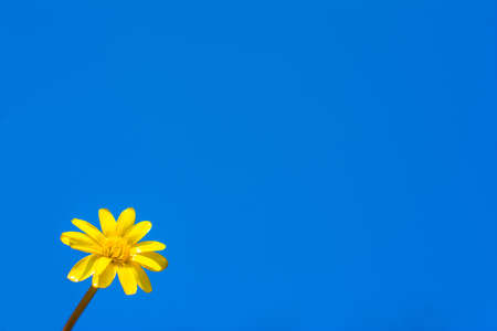 Chamomile on the background of the sky. Copyspace, space for textの写真素材