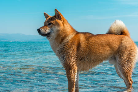 Young pedigree dog resting on the beach. Red shiba inu dog standing in the black sea in Novorossiysk. Dog posing against the backdrop of the sea and skyの写真素材