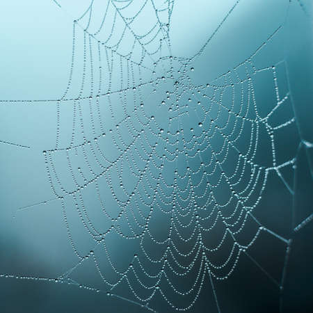 Dew on the web on a foggy day, selective focus, cold tones, backgroundの写真素材