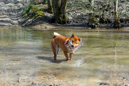 Camping and traveling with animals - a young red dog of the Siba Inu breed standing in a forest river and funny shaking off the water, natural backgroundの写真素材
