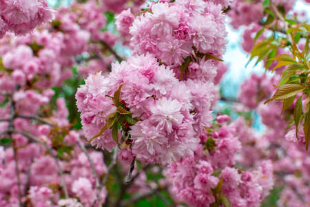 Blooming Louisiana, three-lobed almonds, soft pink lush flowers on a branch of a bushの写真素材