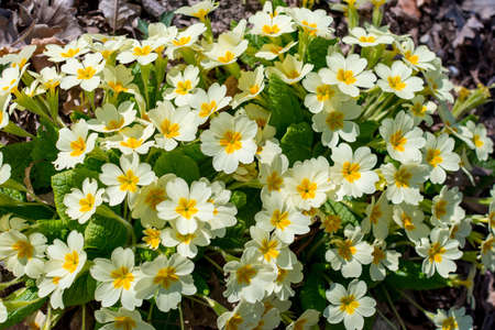 A flower bed of gentle yellow primrose flowers in natural habitat in the forest close upの写真素材