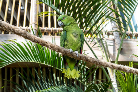 Amazon parrot perched on wooden railing in tropical setting.の写真素材