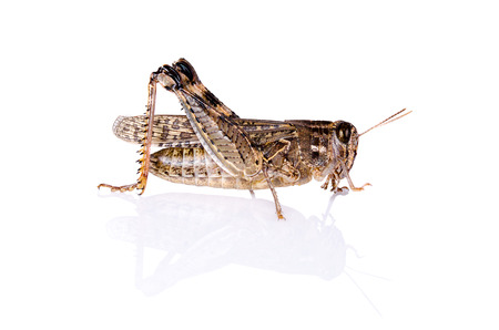 grasshopper insect on white background with reflectionの写真素材
