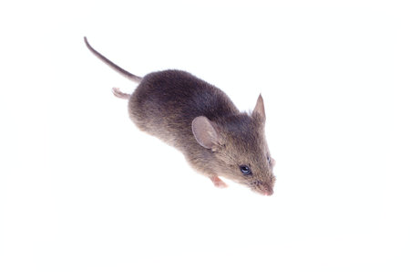 Large gray home mouse on a white background