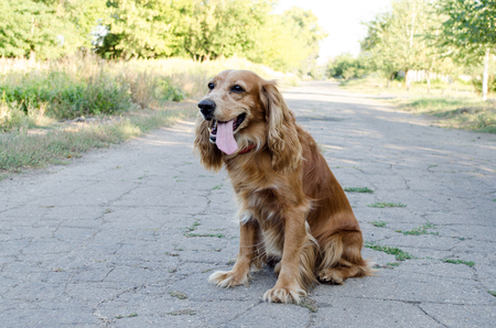 A brown dog spaniel sits on a road with an open mouth against a nature backgroundの写真素材