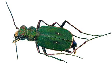 Green ground beetle on a whiteの写真素材