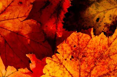 Yellow autumn leaves of different trees on a white background