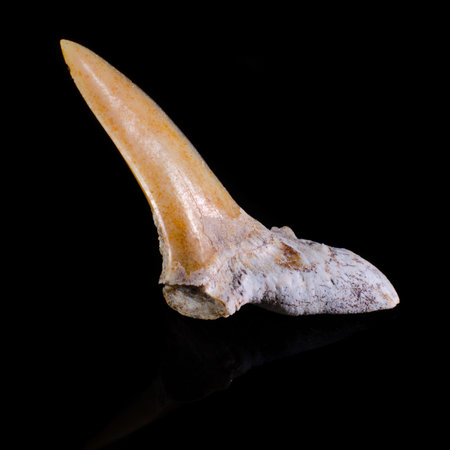 Teeth of an ancient shark that lived millions of years ago