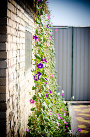 Beautiful flowers with blurry backgrounds